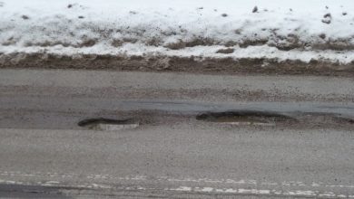 Cesta medzi Tornaľou a Muráňom